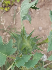 Datura ferox
