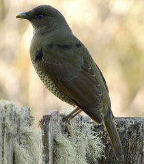 Ptilonorhynchus violaceus