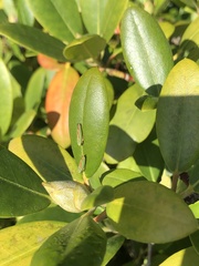 Graphocephala fennahi