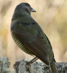 Ptilonorhynchus violaceus