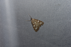 Udea olivalis