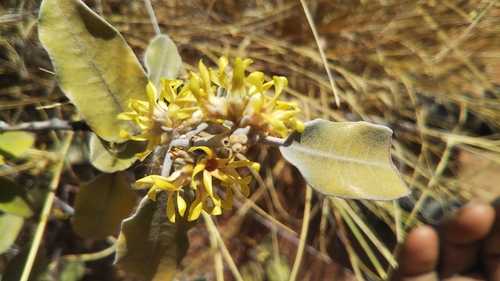 Pervillaea venenata