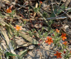 Jamesbrittenia aurantiaca