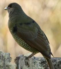 Ptilonorhynchus violaceus