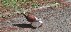 Columba livia domestica
