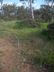 Brachyscome iberidifolia