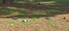 Columba livia domestica