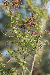 Bursaria spinosa spinosa
