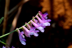Vicia eriocarpa