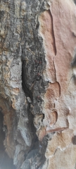 Crematogaster scutellaris