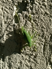 Leptophyes punctatissima