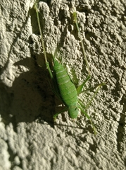 Leptophyes punctatissima