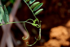 Vicia eriocarpa