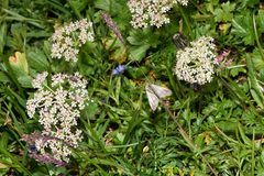 Udea uliginosalis