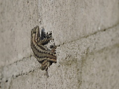 Sceloporus edbelli
