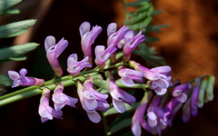 Vicia eriocarpa