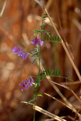 Vicia eriocarpa