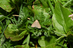 Udea uliginosalis