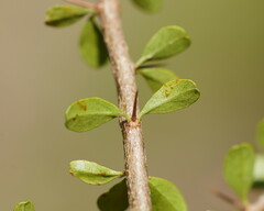 Bursaria spinosa spinosa