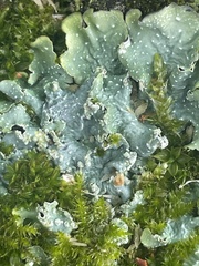 Punctelia jeckeri