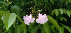 Bignoniaceae