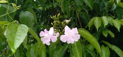 Bignoniaceae
