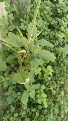 Amaranthus