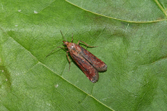 Uncinus obductella