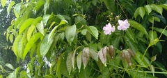 Bignoniaceae
