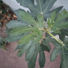 Ficus carica