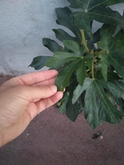 Ficus carica