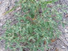 Croton monanthogynus