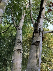 Betula pendula