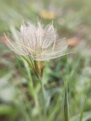 Tragopogon pratensis