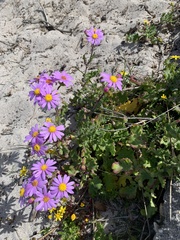 Senecio elegans