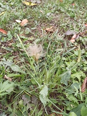 Tragopogon pratensis