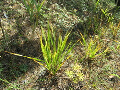 Hemerocallis minor