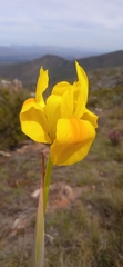 Moraea spathulata