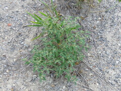 Croton monanthogynus