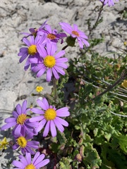 Senecio elegans