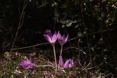 Colchicum bivonae