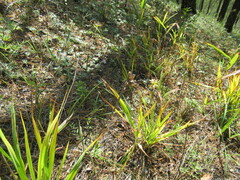 Hemerocallis minor