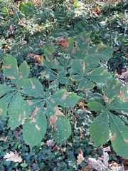 Cameraria ohridella