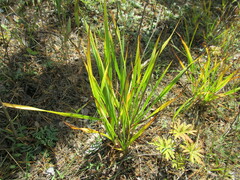 Hemerocallis minor