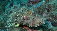 Papilloculiceps longiceps