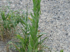 Oenothera curtiflora