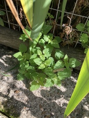 Urtica urens