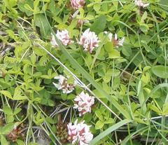 Trifolium thalii
