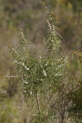 Hakea ulicina