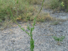Oenothera curtiflora